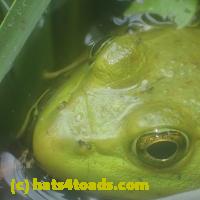 /home//u458753944/public_html/sourcegallery//Frogs/More bullfrogs/P7150860.JPG